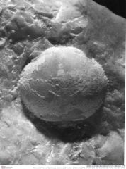 Historisches Foto von Cyclothyreus divaricatus (Schweitzer & Feldmann, 2009) (NHMW-AFW-GEO-BACHMAYER-FOTO-1990-0041-0776)